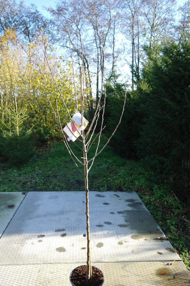 Malus domestica 'Delcorf' laagstam - Afbeelding 2