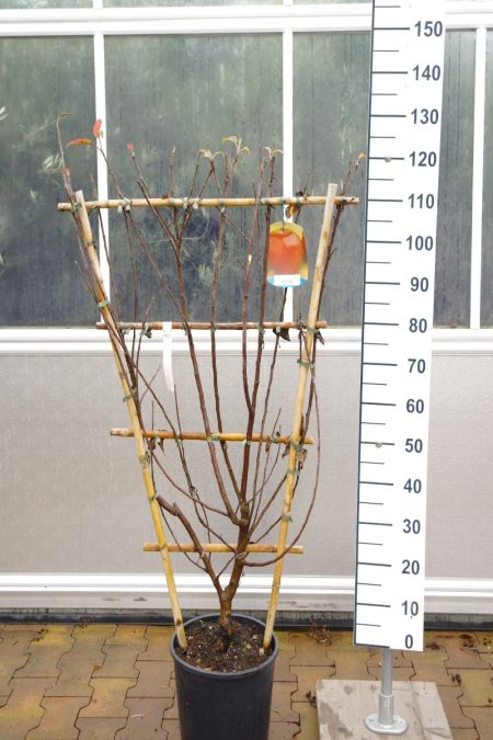 Malus Elstar - Leiboom appel
