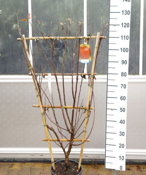 Malus Elstar - Leiboom appel