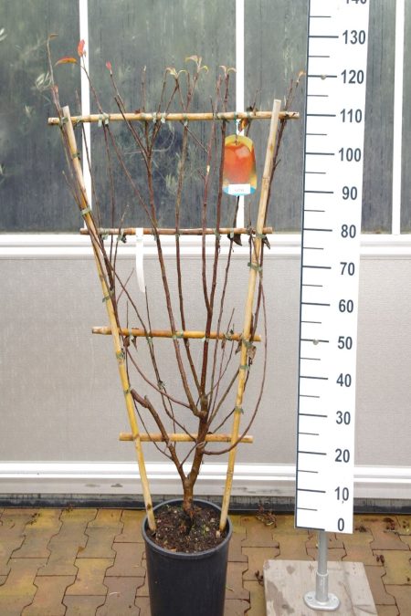 Malus domestica 'Fuji' kleine Lei-appelboom