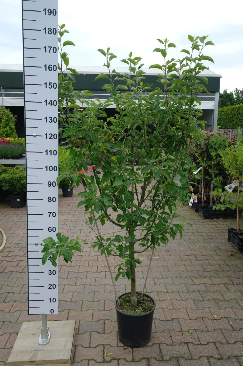 Malus Fuji