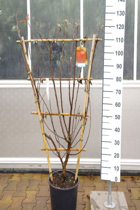 Malus domestica 'James Grieve' - leiboom appel