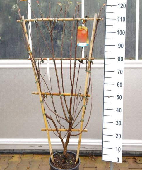 Malus domestica 'James Grieve' - leiboom appel