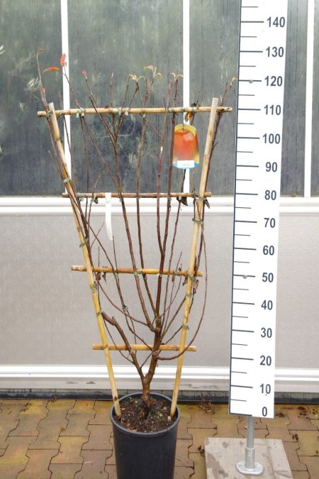 Malus Goudreinet  'Schone van Boskoop' - lei appelboom
