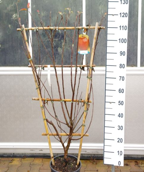 Malus Goudreinet  'Schone van Boskoop' - lei appelboom