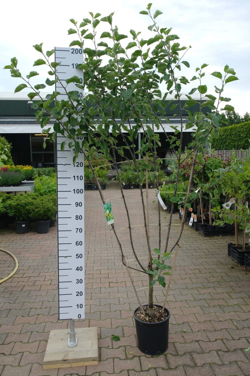 Malus Goudreinet Appel 'Rode Boskoop' - Afbeelding 5