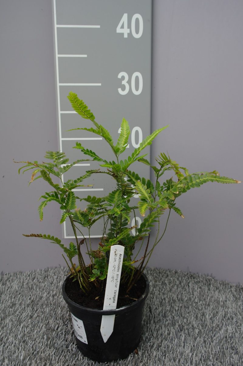 Arachniodes Simplicior 'Variegata' - Afbeelding 2