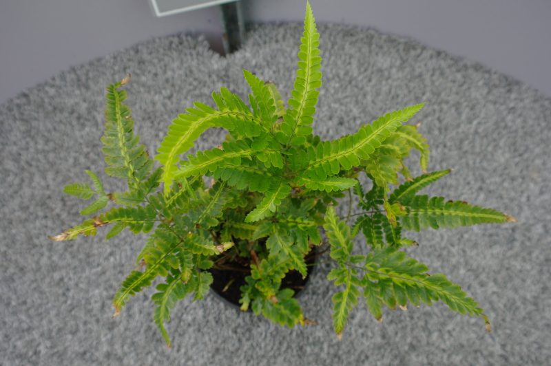Arachniodes Simplicior 'Variegata' - Afbeelding 3