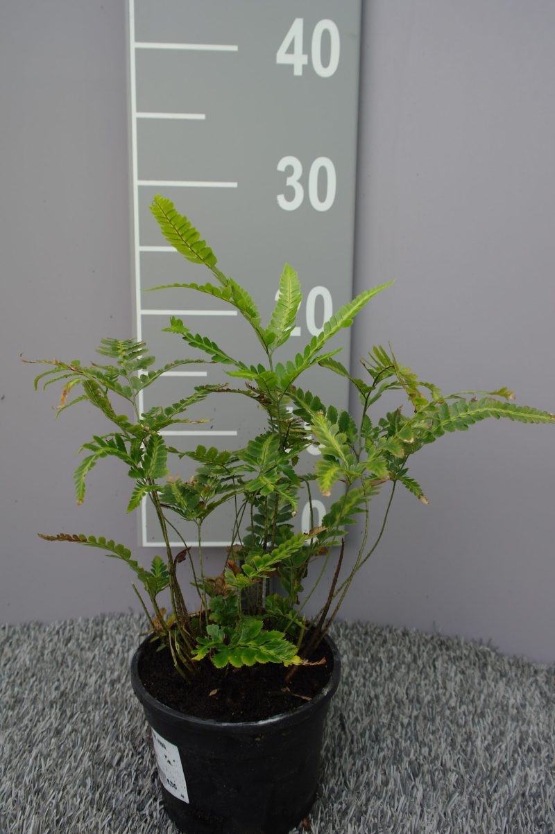 Arachniodes Simplicior 'Variegata'