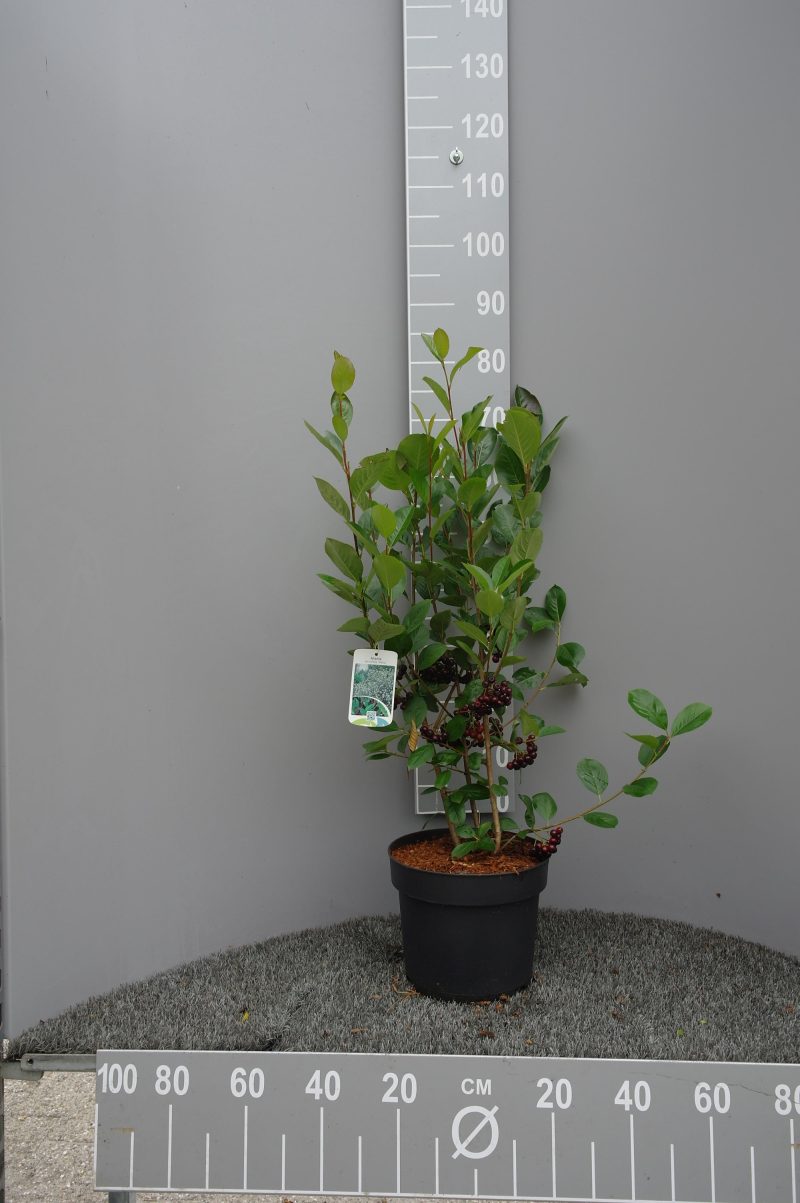 Aronia Prunifolia Viking