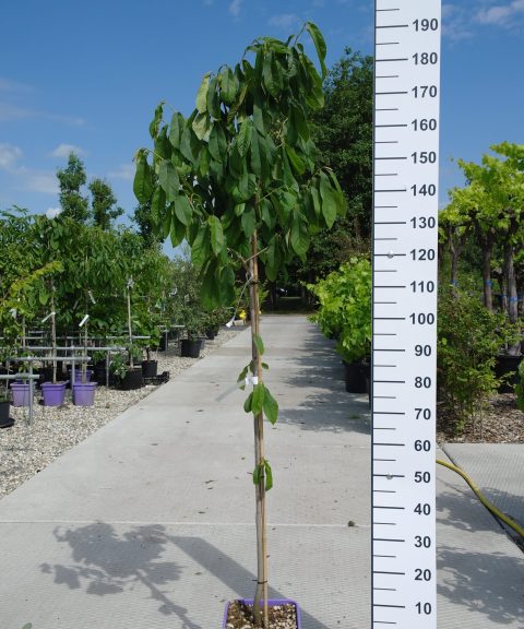 Asimina Triloba - Paw Paw