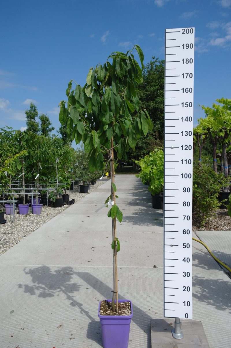 Asimina Triloba - Paw Paw
