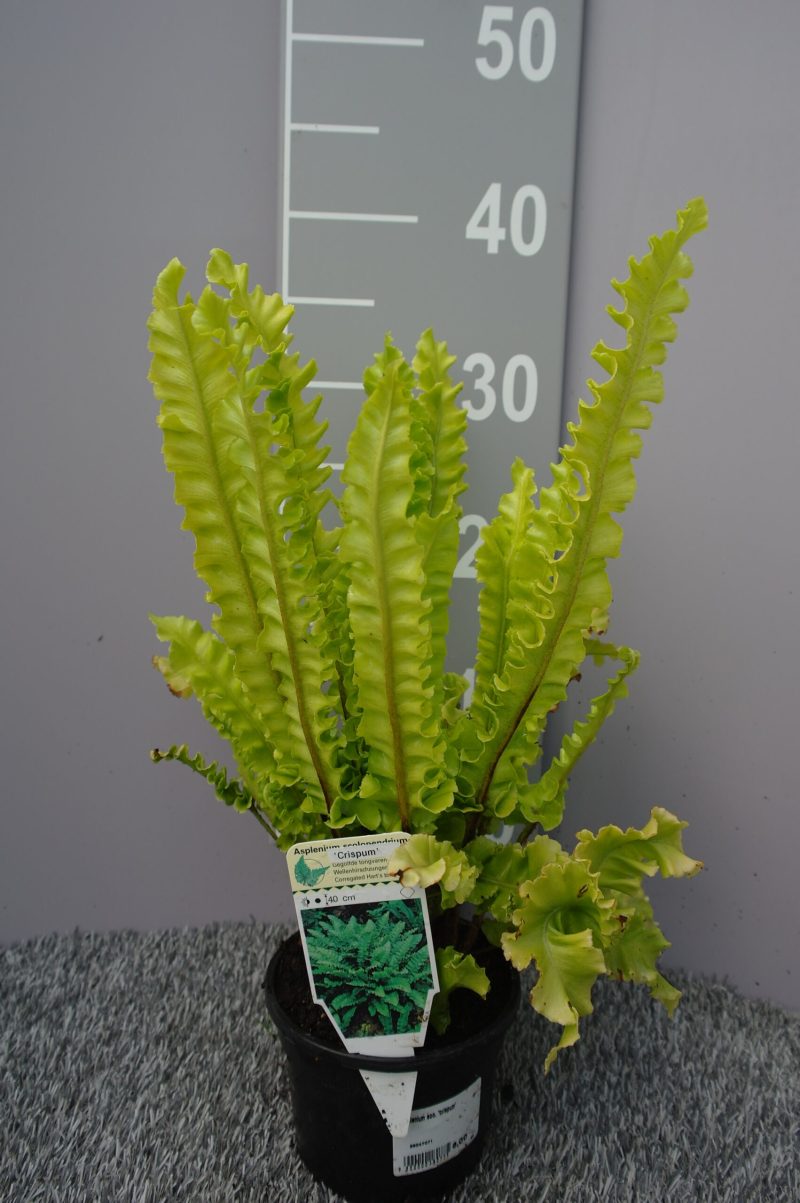 Asplenium Scolopendrium 'Crispum' - Afbeelding 2