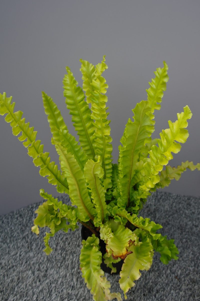 Asplenium Scolopendrium 'Crispum' - Afbeelding 3