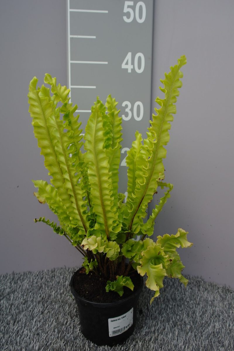 Asplenium Scolopendrium 'Crispum'