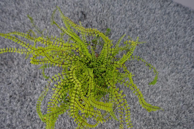 Asplenium Trichomanes - Afbeelding 3