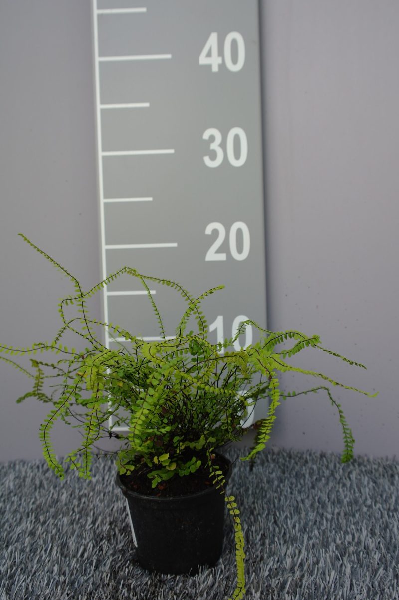 Asplenium Trichomanes