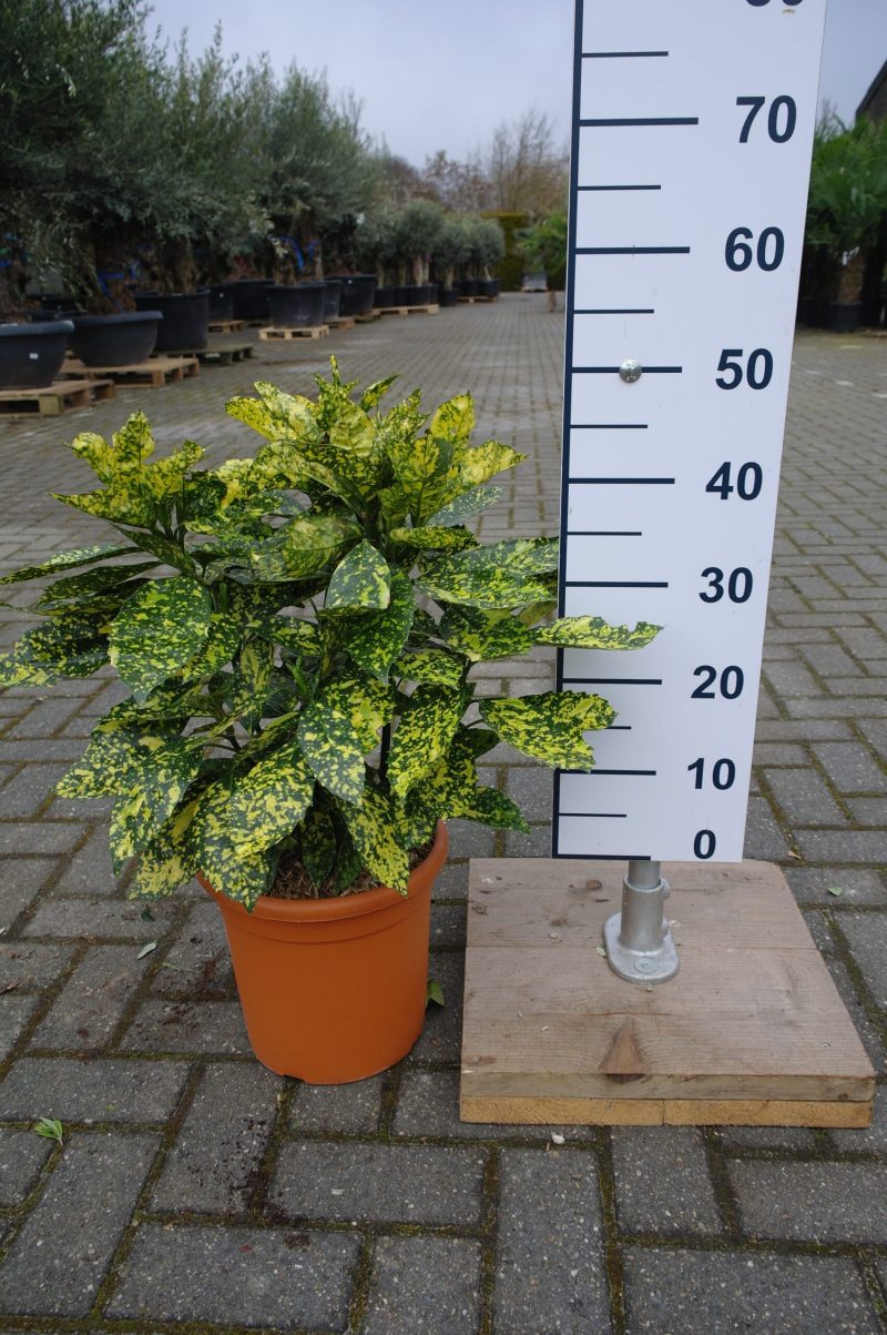 Aucuba Japonica 'Variegata' - Afbeelding 3