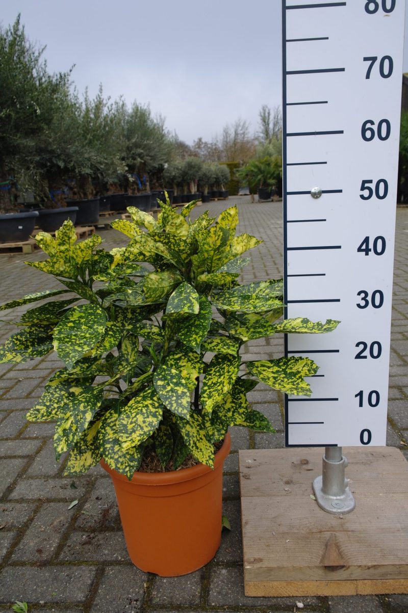 Aucuba Japonica 'Variegata' - Afbeelding 2