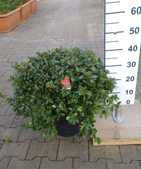 Azalea Japonica Arabesk