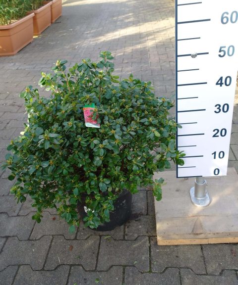 Azalea Japonica 'Hino Crimson'