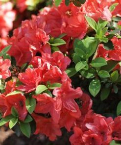 Azalea Japonica