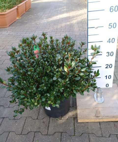 Azalea Japonica 'Johanna' rood-roze