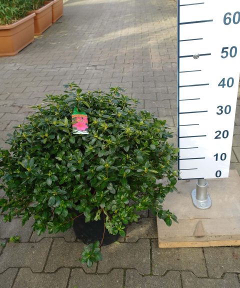 Azalea Japonica 'Blaauw's Pink' roze