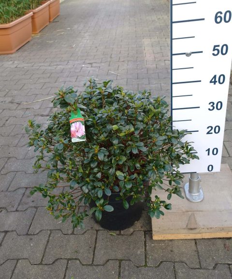 Azalea Japonica 'Laura Moerlands'