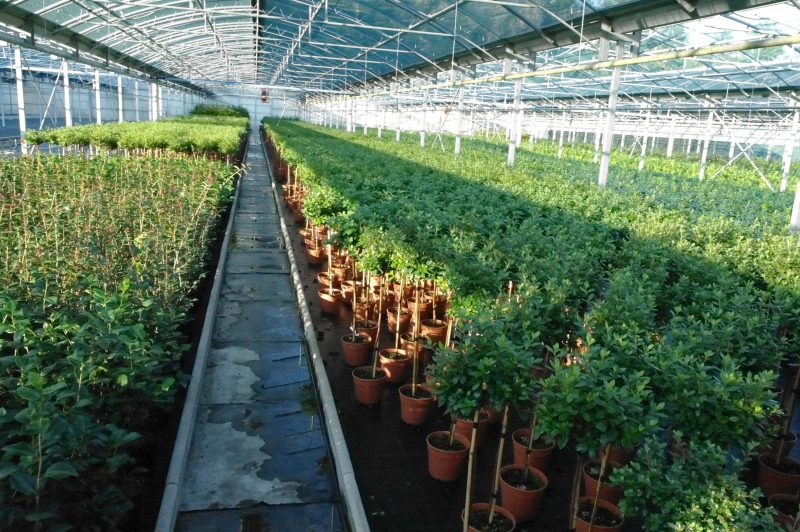 Azalea Japonica 'White' - Afbeelding 4
