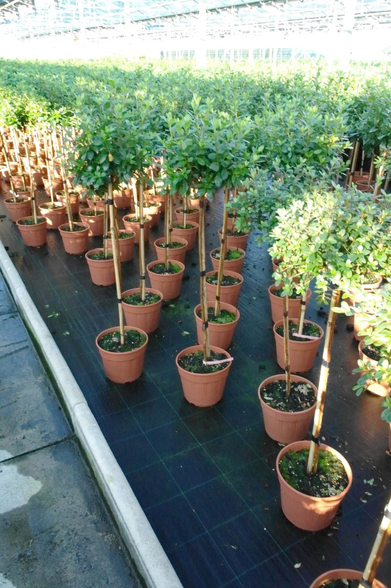 Azalea Japonica 'White' - Afbeelding 3
