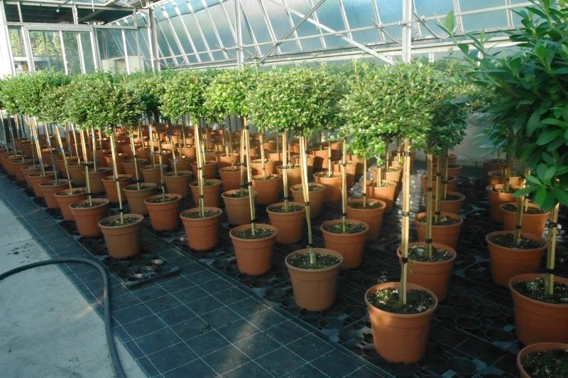 Azalea Japonica 'White' - Afbeelding 2