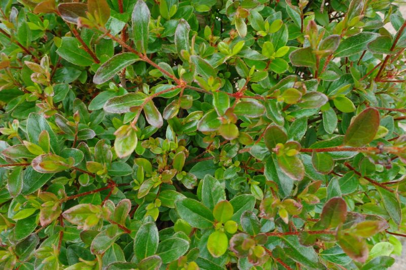 Azalea Stewartstonian red struik extra mooie kwaliteit - Afbeelding 2