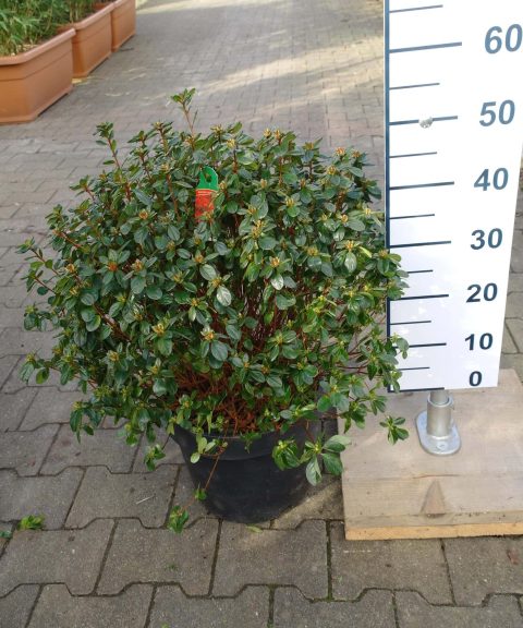 Azalea japonica 'Stewartstown' oranje/rood
