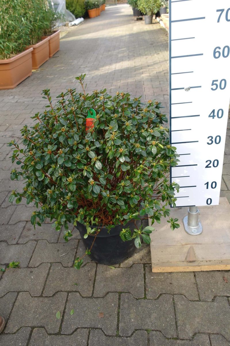 Azalea japonica 'Stewartstown' oranje/rood