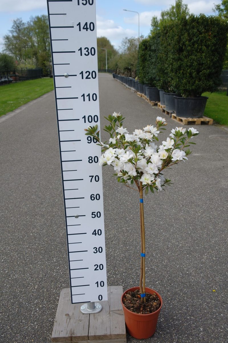 Azalea Japonica 'White'