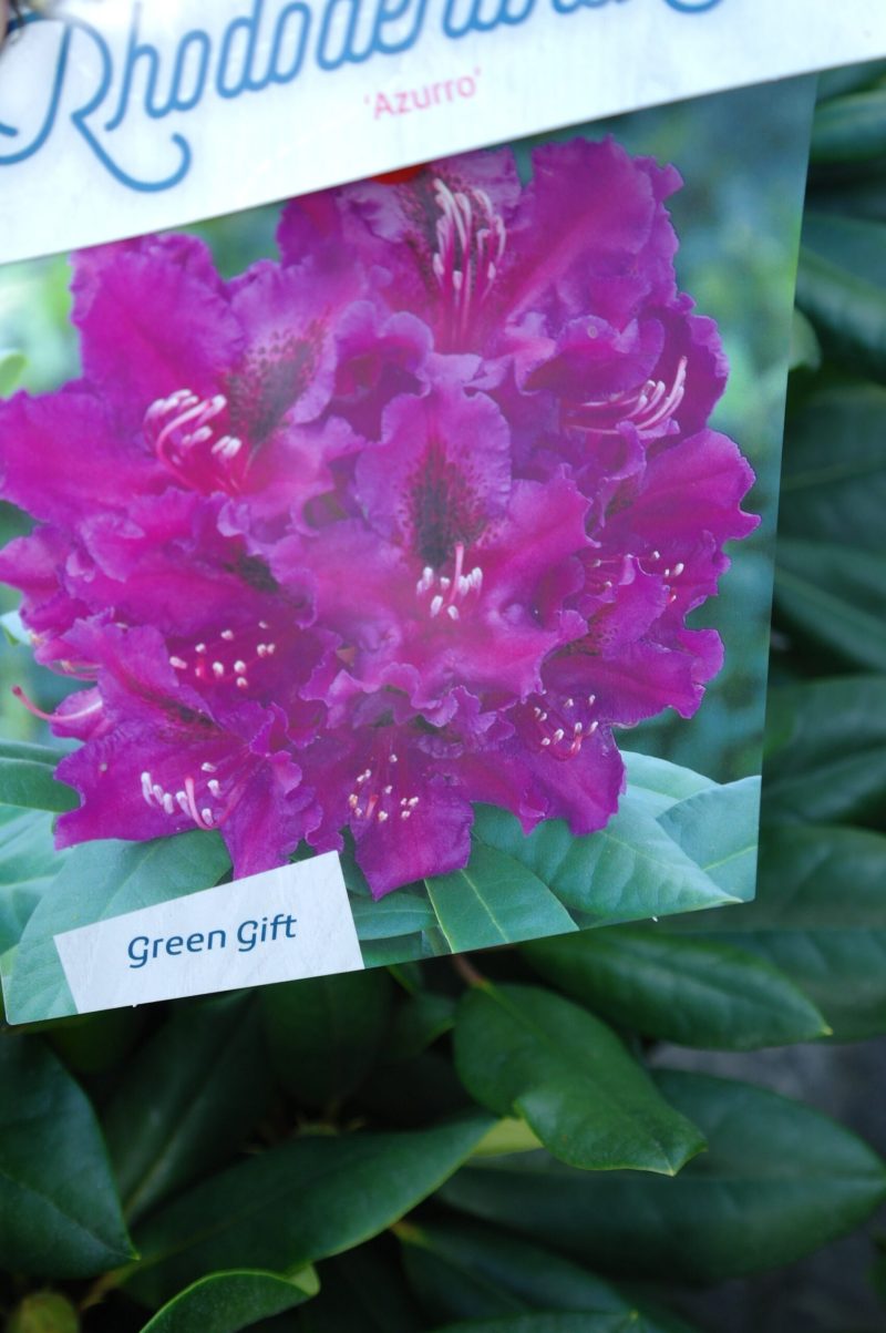 Rhododendron 'Azurro' paars - Afbeelding 2