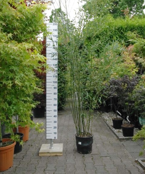 Woekerende bamboe