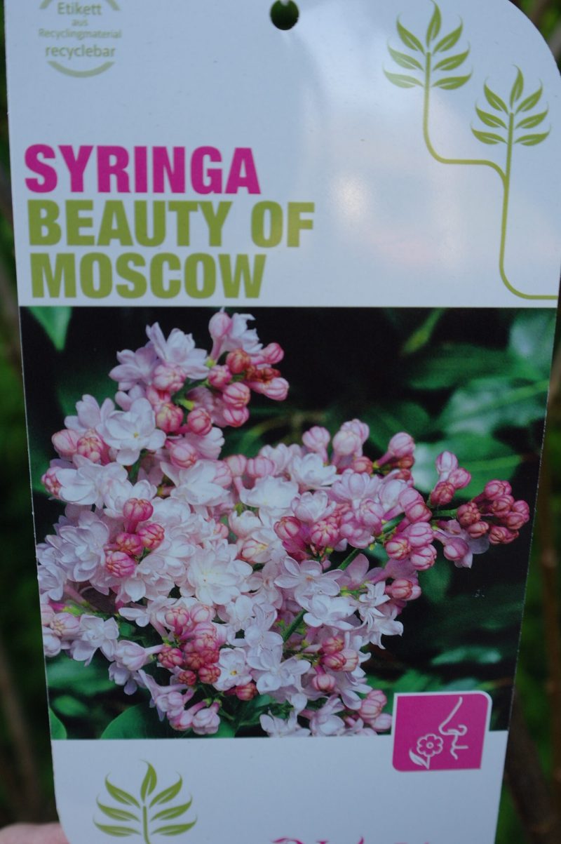 Syringa vulgaris Hybride 'Beauty of Moskou' - Afbeelding 2