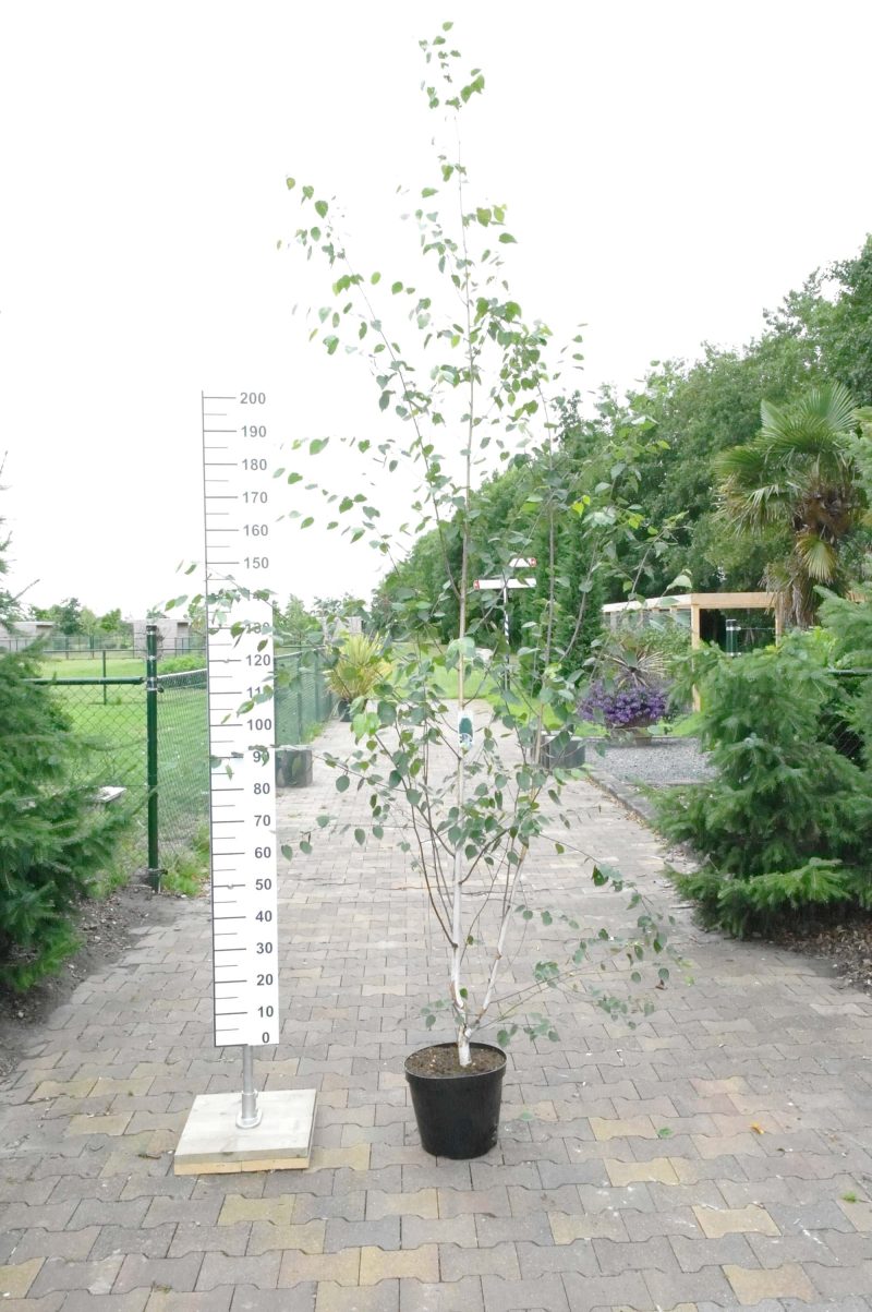 Betula Utilis 'Doornbos'