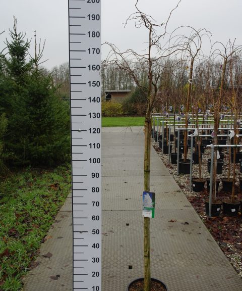 Betula Pendula Spider Alley