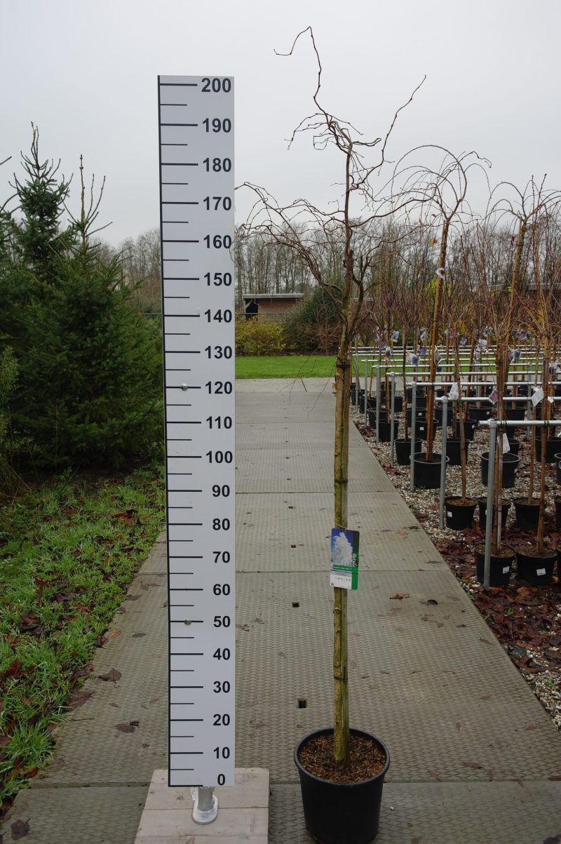 Betula Pendula Spider Alley