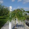 Betula Pendula 'Youngii'