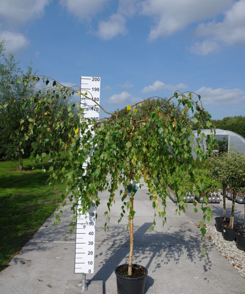 Betula Pendula 'Youngii'