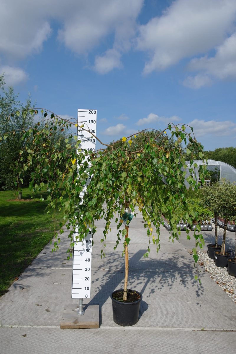 Betula Pendula 'Youngii'