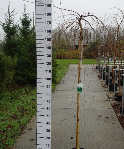 Betula Pendula 'Youngii'