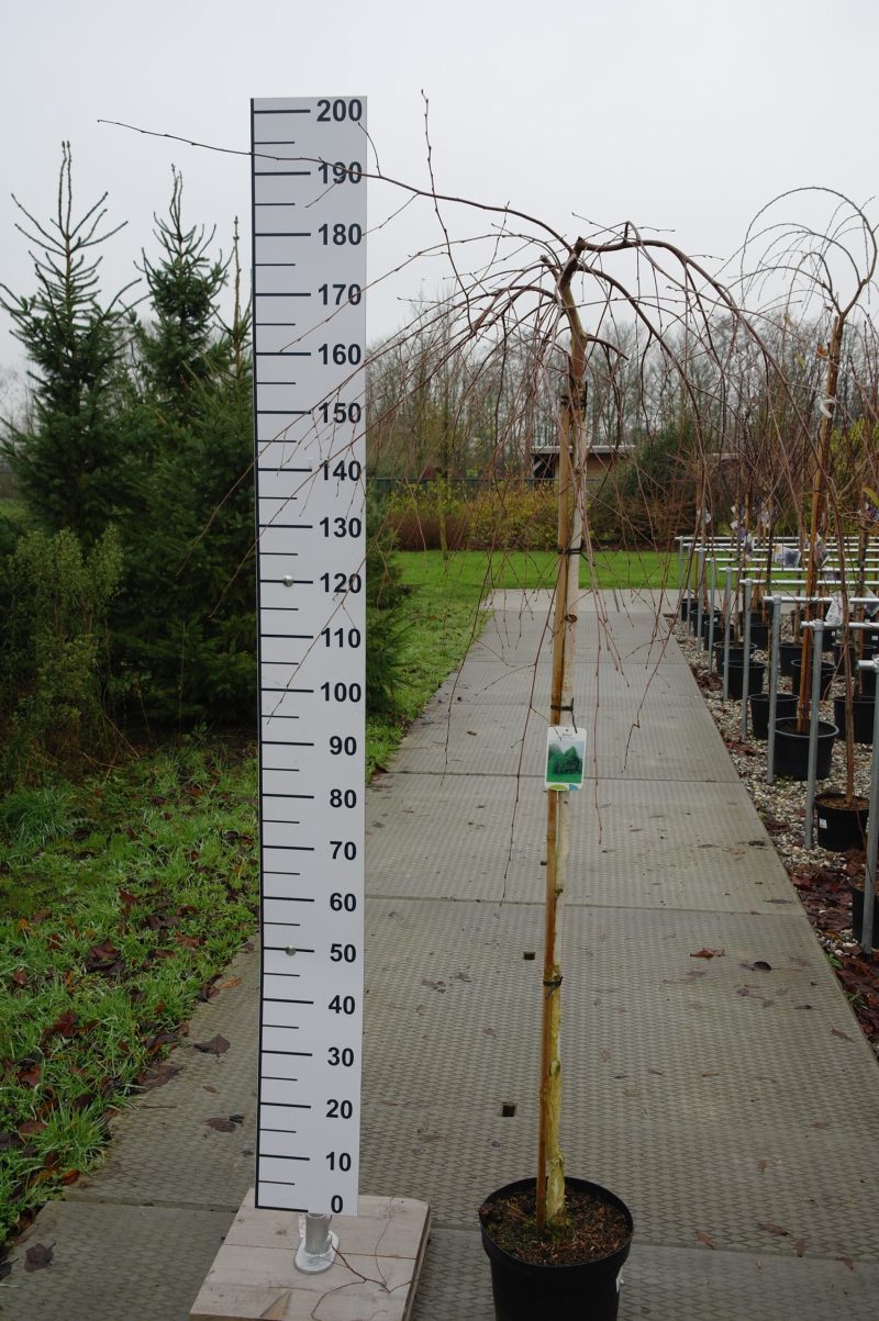 Betula Pendula 'Youngii'