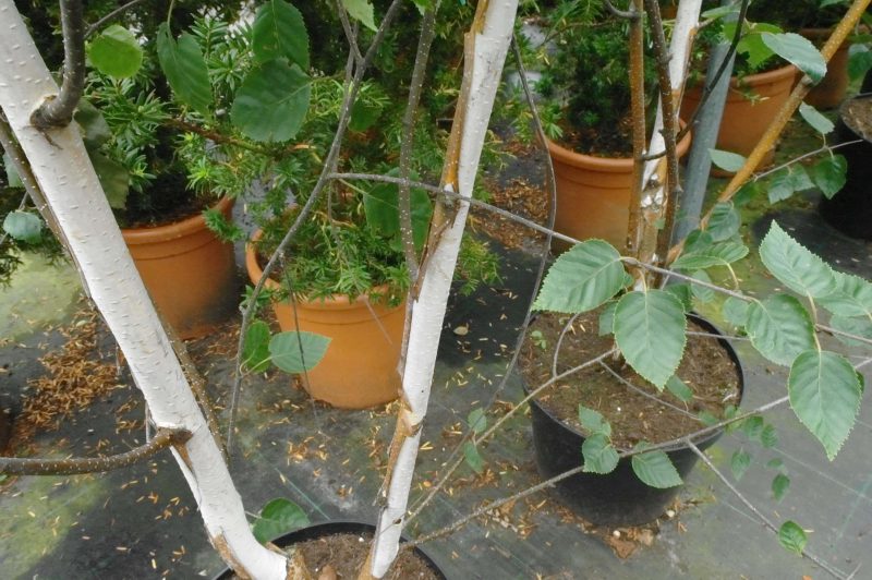 Betula Utilis 'Doornbos' - Afbeelding 2