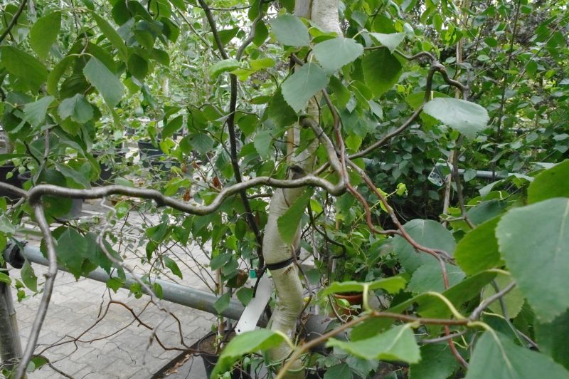 Betula Pendula Spider Alley - Afbeelding 3