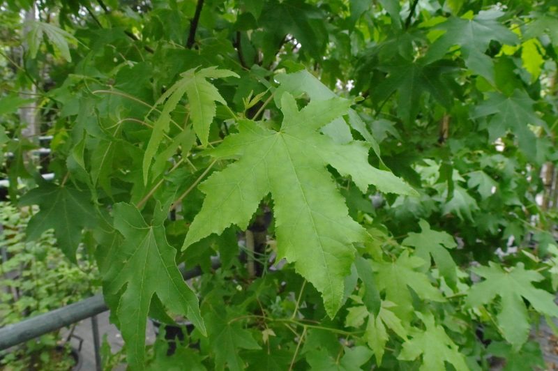 Liquidambar Styraciflua - Afbeelding 2